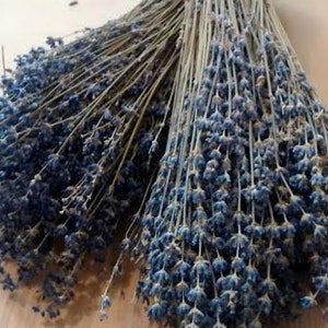 English Lavender Bunches Dried 1115 long Lavender, Dried, Lavender Bouquets, Lavender,Wholesale Lavender Bunches, Weddings image 5