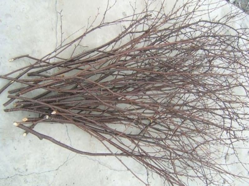 Birch Tree Branches 50 Tall Birch Branches/bulk Birch Etsy