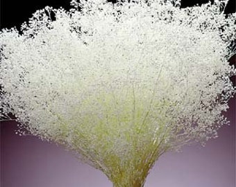 BABY'S BREATH - 15 Bunches, Bleached Gypsophila - 18"-22" long - Perfect For Rustic Country Weddings