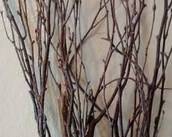 BULK Birch Tree Branches 4'-5' tall  (200) individual branches)   Great for Rustic Country Wedding Decorating