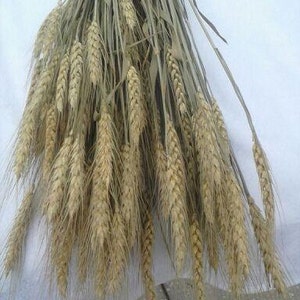 Dried Wheat Bunches 2225 Perfect For Your Rustic Country Wedding Decorations image 2