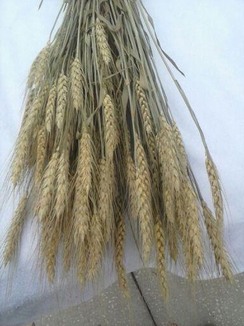 Dried Wheat Bunches 2225 Perfect For Your Rustic Country Wedding Decorations image 2