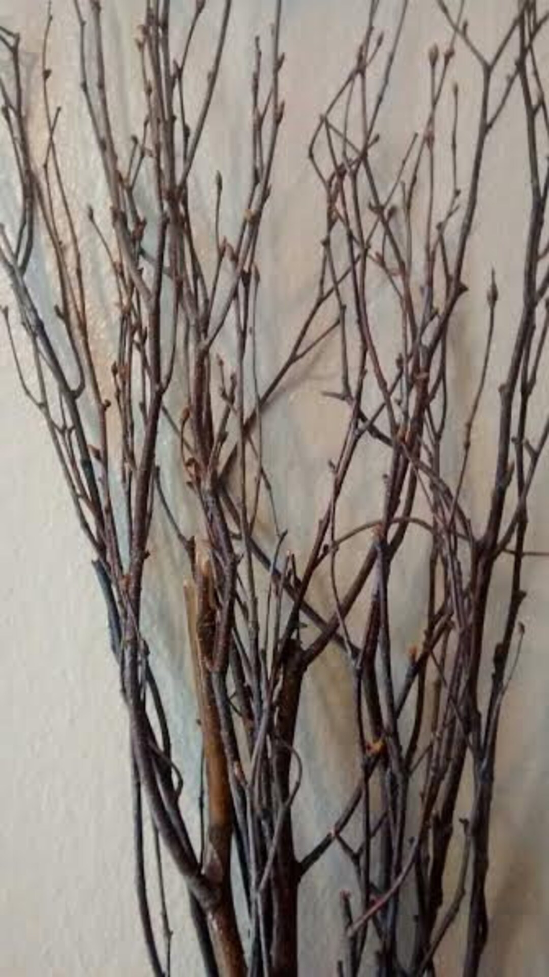 Birch Branches/ Twigs 25- 3' to 4 ft tall – Spirit of the Woods, Inc