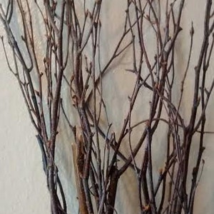 Birch Tree Branches 3'-4' Tall  (25-50 individual branches) - Great for Rustic Country Wedding Decorating