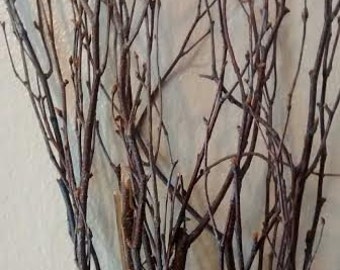 Birch Tree Branches (15) -Tall birch branches/bulk birch branches/wholesale birch branches/birch branches/branch centerpiece/rustic wedding