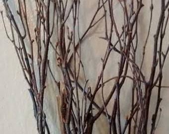 Birch Tree Branches 3'-4' Tall  (25-50 individual branches) - Great for Rustic Country Wedding Decorating