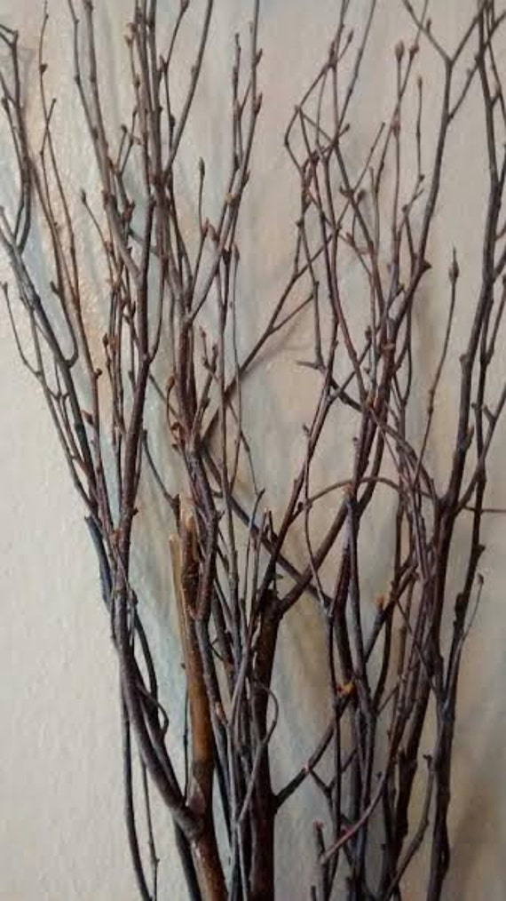 Bundle of Birch Twigs, Birch Bark Wedding Decor, Birch Tree Branch, Birch  Branches, Rustic Weddings, Decorative Birch, Rustic Decor