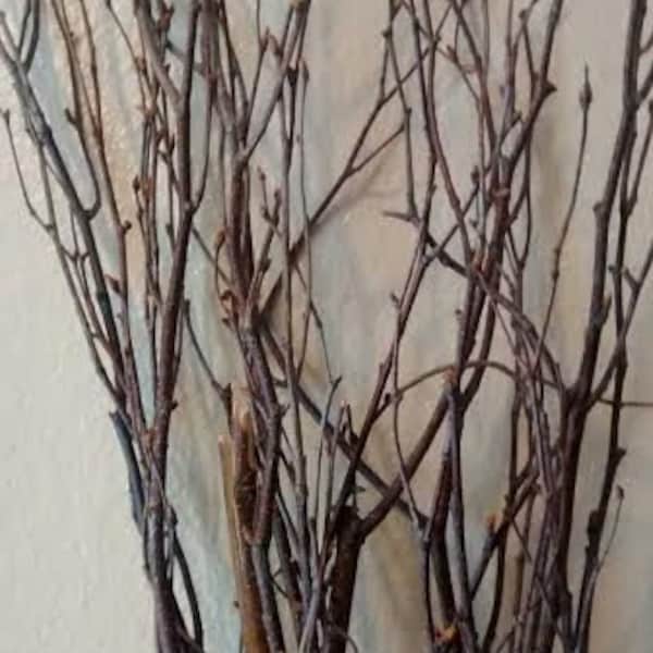 Birch Tree Branches 3'-4' Tall  (25) Bulk birch branches/wholesale birch branches/birch branches/branch centerpiece/rustic wedding