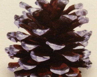 Pine Cones Guest Seating (100) - painted or sparkled tips Use to create  place card holders/Pine cone guest favors