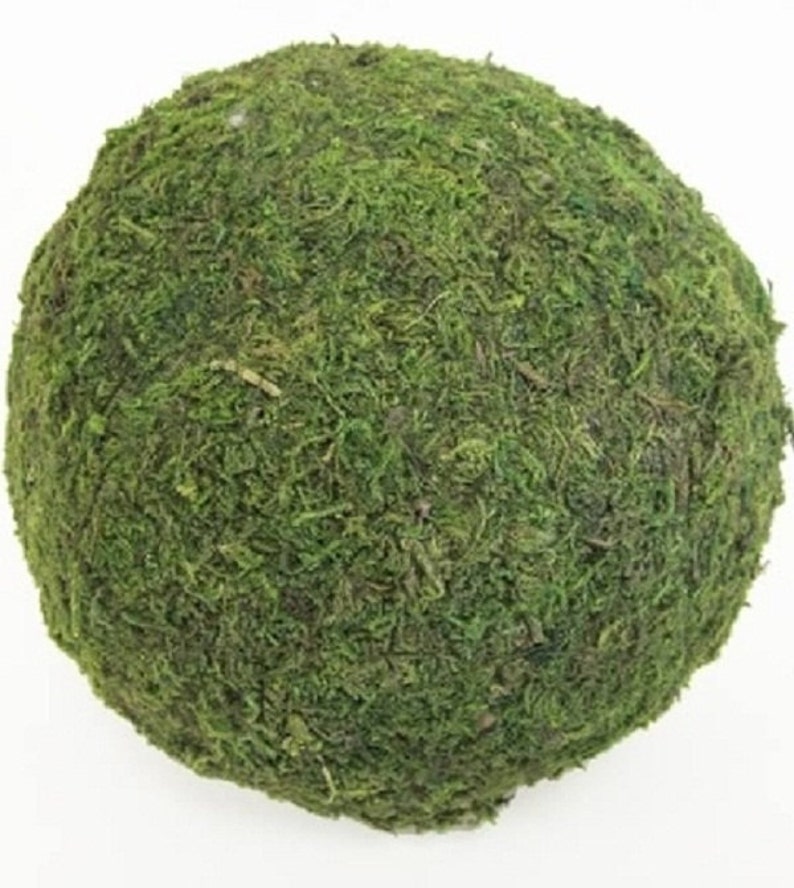 Moss Balls Preserved All Natural 12 6 Perfect for Etsy