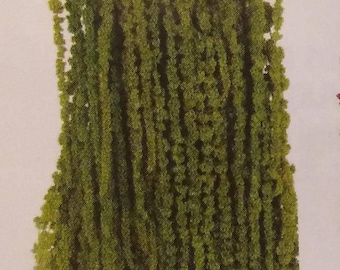 Hanging Amaranthus Preserved (Light Green)