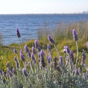 May include: A field of purple lavender flowers growing near a body of water. The flowers are in bloom and the water is calm and blue.