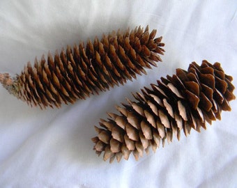 50 Norway Spruce Pinecones - Great for rustic country weddings
