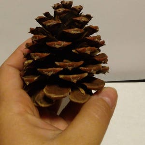 Pine Cones Guest Seating 200 Use to Create Place Card - Etsy