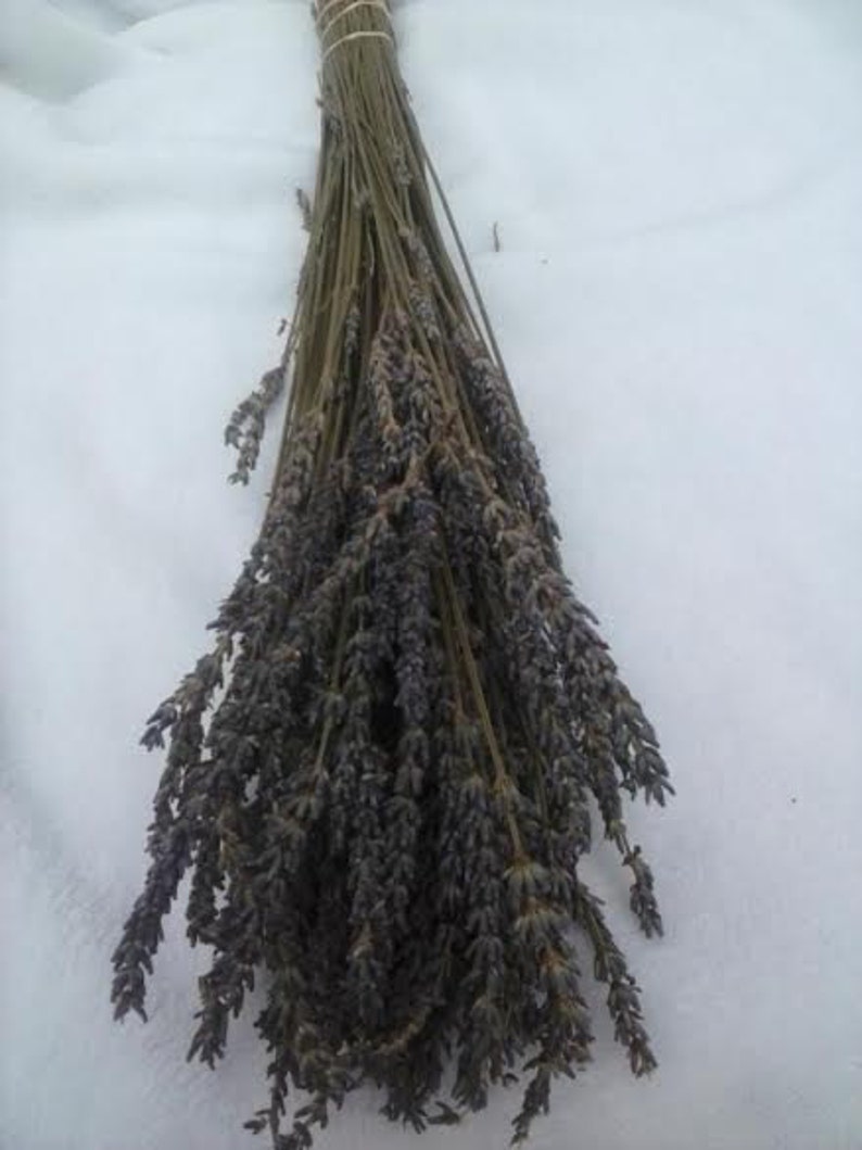 May include: A bunch of dried lavender stems with purple flowers. The stems are tied together with twine.