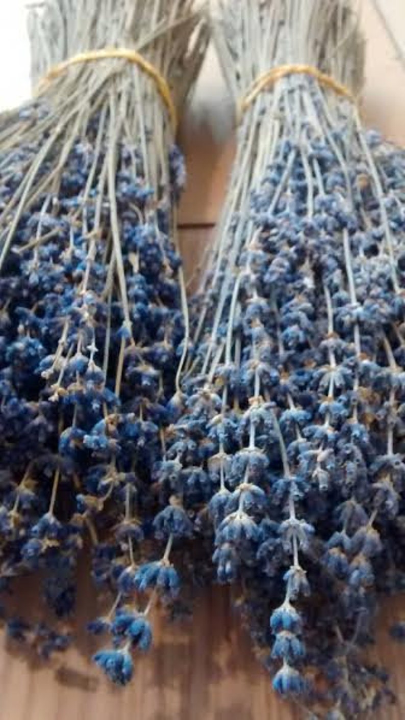 English Lavender Bunches Dried 10 Bunches 1115 Etsy