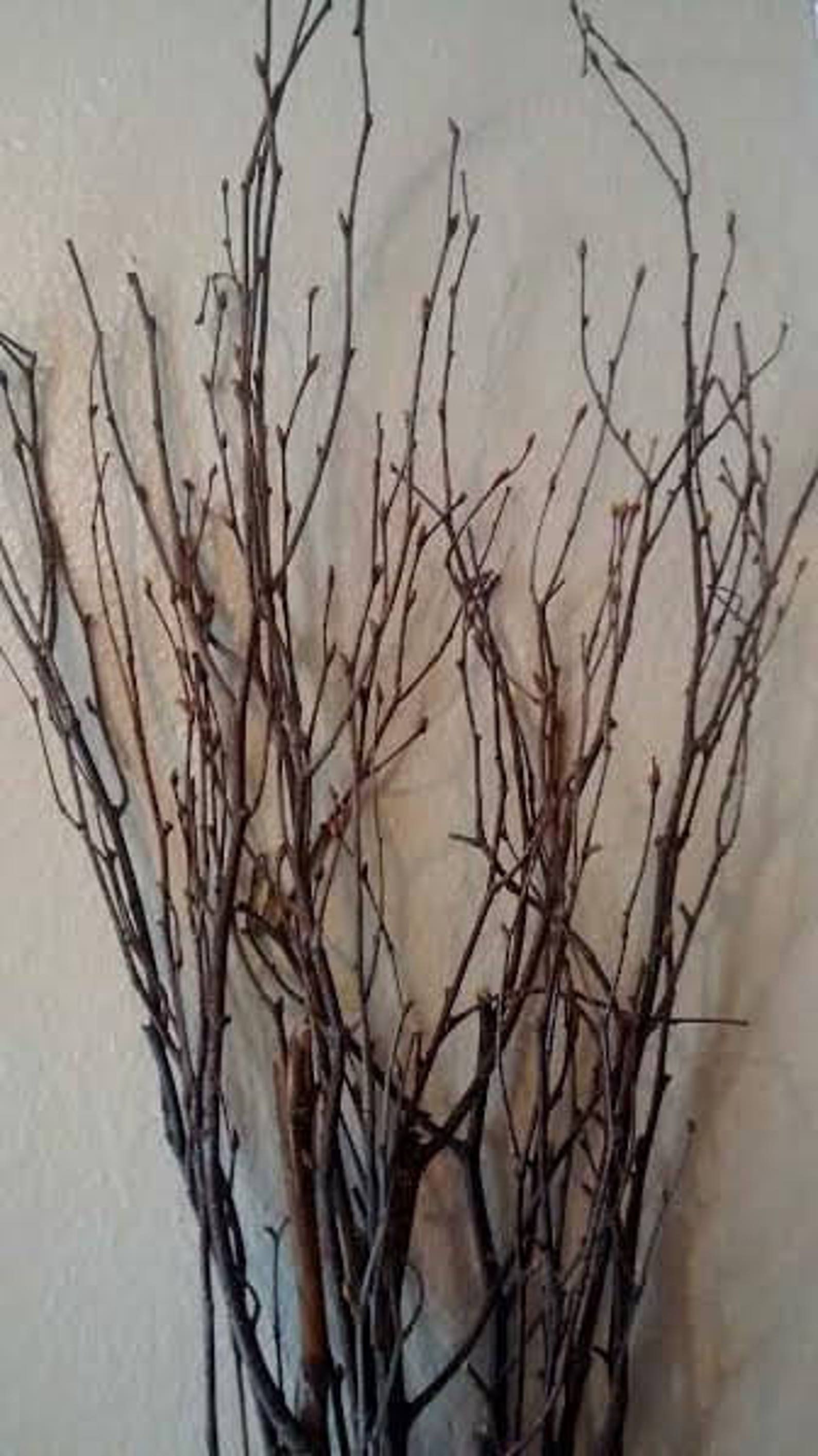 Birch Tree Branches 50 Individual Branches 4'5' Etsy