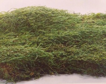 BULK Sheet Moss 1.5 cu ft BOX (All Natural) - Perfect for Rustic country wedding decorating or to bring a little outdoors into your home.