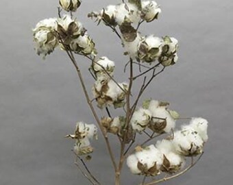 Cotton Stems/Stalks (CASE OF 10) Individual Cotton Stalks -Cotton stalks/cotton bolls/Cotton Centerpieces/Cotton Bouquets/Rustic Weddings
