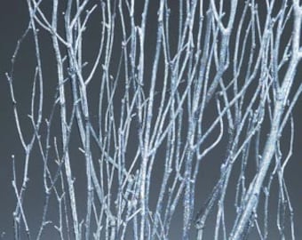 Silver Birch Tree Branches 3'-4' (24-48)   - Birch branches/bulk birch branches/wholesale branches/birch branches