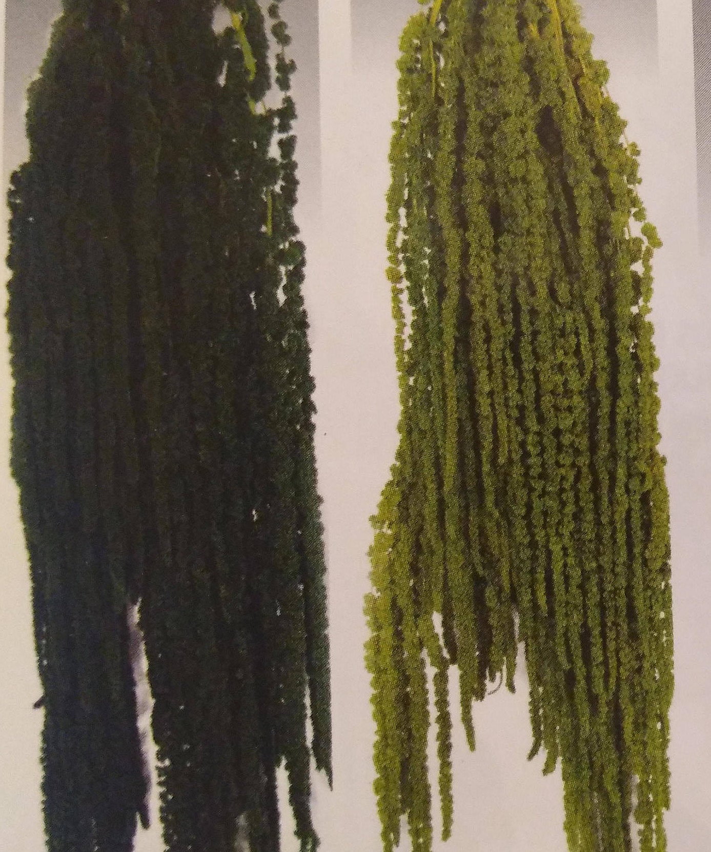 Hanging Amaranthus Preserved  (Green or Dark Green)