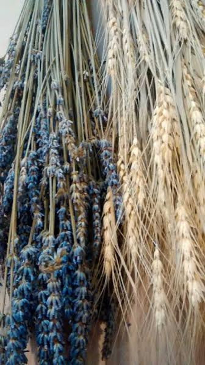 Dried 5 bunches Dried Wheat Lavender Lavender 5 bunches Weddings Wholesale Lavender French Lavender /& Wheat Bunches