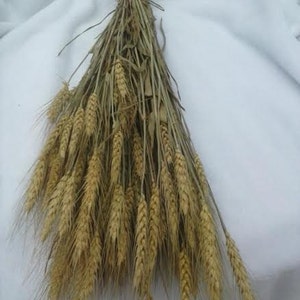 Dried Wheat Bunches 2225 Perfect For Your Rustic Country Wedding Decorations image 1