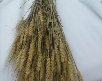 Dried Wheat Bunches  (22"-25") - Perfect For Your Rustic Country Wedding Decorations