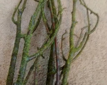 Moss Birch Tree Branches (25-50) branches  3'-4' Tall - Moss covered branches/birch branches with moss/mossy branches/moss on branches