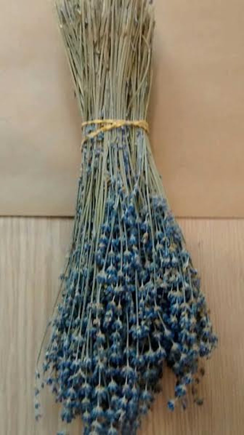 English Lavender Bunches Dried 1115 long Etsy