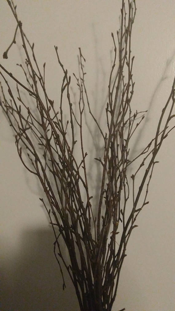 Birch Tree Branch Twigs 1218 Bulk Birch Etsy