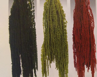 Bulk Hanging Amaranthus Preserved (10 Bunches)  (Green, Dark Green, burgundy)
