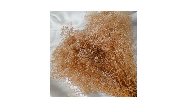 Dried Babys Breath - Dried Gypsophila