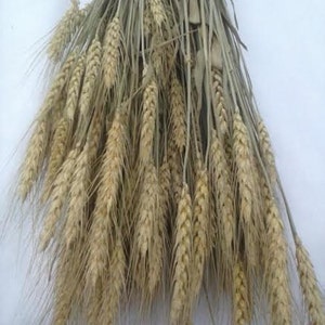 Dried Wheat Bunches 2225 Perfect For Your Rustic Country Wedding Decorations image 3
