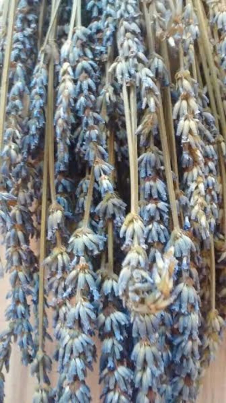 Dried 5 bunches Dried Wheat Lavender Lavender 5 bunches Weddings Wholesale Lavender French Lavender /& Wheat Bunches