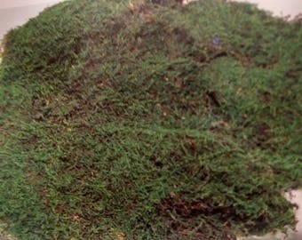 Preserved Sheet Moss Bulk 4 pounds - Perfect for Rustic country wedding decorating or to bring a little outdoors into your home.