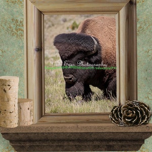 Buffalo Photograph, Fine Arts Print, Historic , 19th century, bull, western, Montana, Buffalo Bull, Grazing Buffalo, Bison Bull, Tatanka