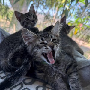 May include: A group of four tabby kittens, with varying shades of gray and brown fur, are clustered together. One kitten is yawning widely, revealing its pink mouth. The kittens are resting on a gray cushion, with a blurred background of greenery.