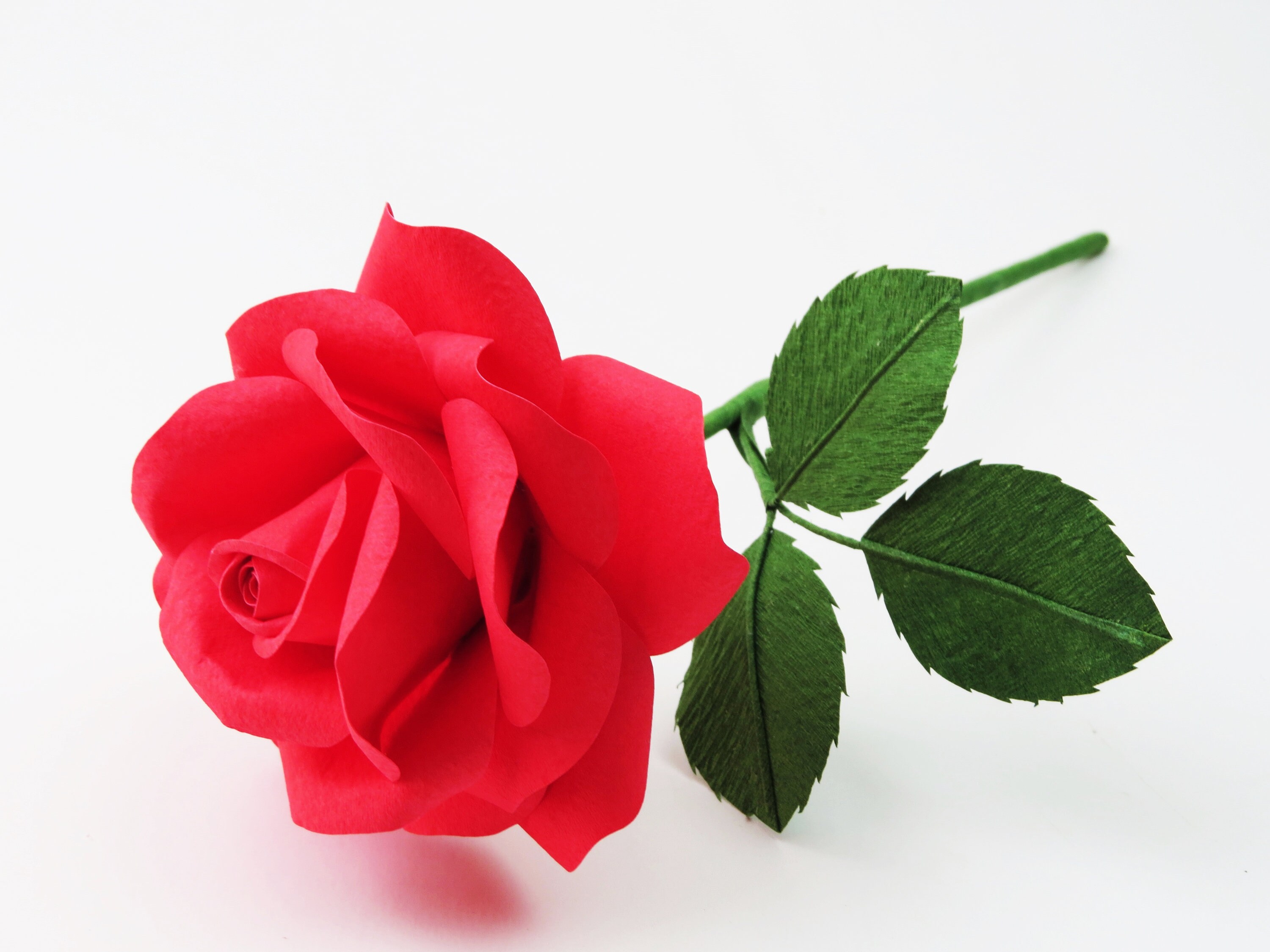 2nd Cotton Wedding Anniversary Rose Flower 2nd Cotton Wedding Anniversary Rose Flower