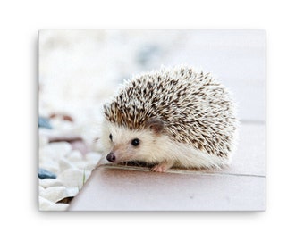 Hedgehog Canvas