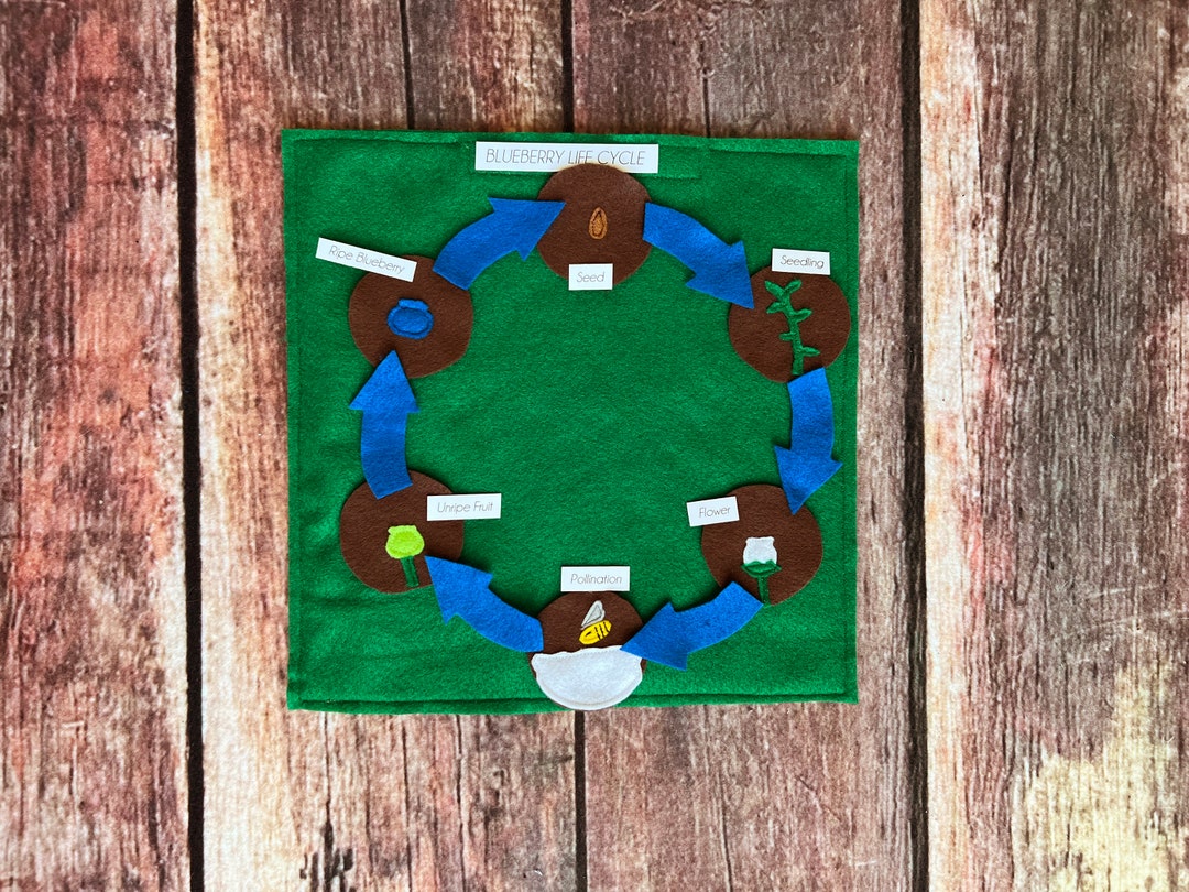 Blueberry Life Cycle, Nature Study, Charlotte Mason, Homeschool, Home