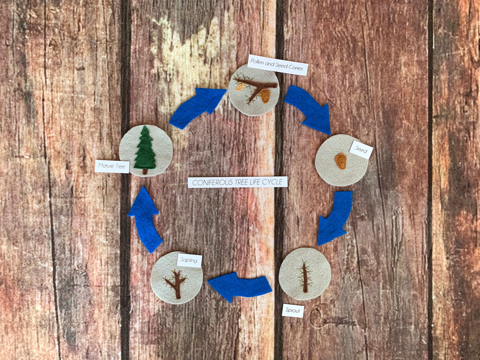 Pine Tree Life Cycle, Nature Study, Charlotte Mason, Homeschool, Home