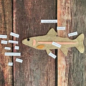 May include: A tan felt fish with labeled anatomical parts, including dorsal, adipose, and pelvic fins, and the text "FISH ANATOMY." The fish is set against a wooden background.