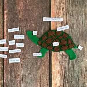 Conjunto de rompecabezas de tortuga con PATRÓN DIGITAL, anatomía de la tortuga, Charlotte Mason, educación en casa, currículo, material Montessori, estudio de estanques