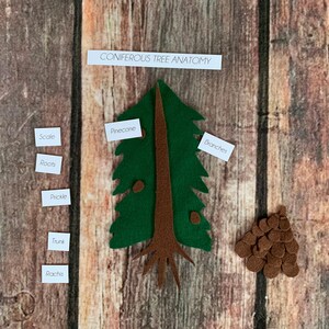 DIGITAL PATTERN coniferous tree anatomy, pine tree, tree study, homeschool, home education, montessori science, unit study, plant science