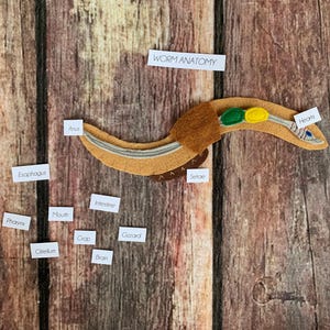 May include: A felt worm anatomy model with labeled parts, including "Anus," "Esophagus," "Pharynx," "Mouth," "Crop," "Gizzard," "Brain," "Intestine," "Setae," and "Hearts." The model is tan, brown, and green, with the text "Worm Anatomy."
