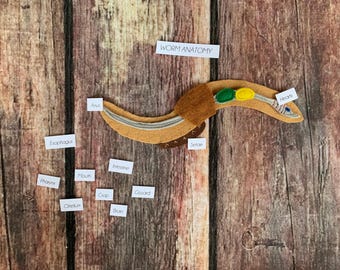 DIGITAL PATTERN worm anatomy, worm puzzle set, minibeast study, curriculum homeschool, montessori science, garden study, plant science