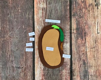 DIGITAL PATTERN Seed anatomy, seed puzzle, seed study, charlotte mason, homeschool, home education, curriculum, unit study, plant science
