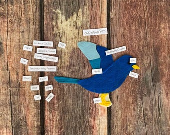 DIGITAL PATTERN Bird anatomy, bird puzzle set, spring, charlotte mason, homeschool, home education, montessori science, unit study, avian
