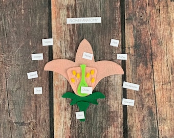 DIGITAL PATTERN flower anatomy, flower puzzle set, plant study, charlotte mason, homeschool,  education, education, science, plant science